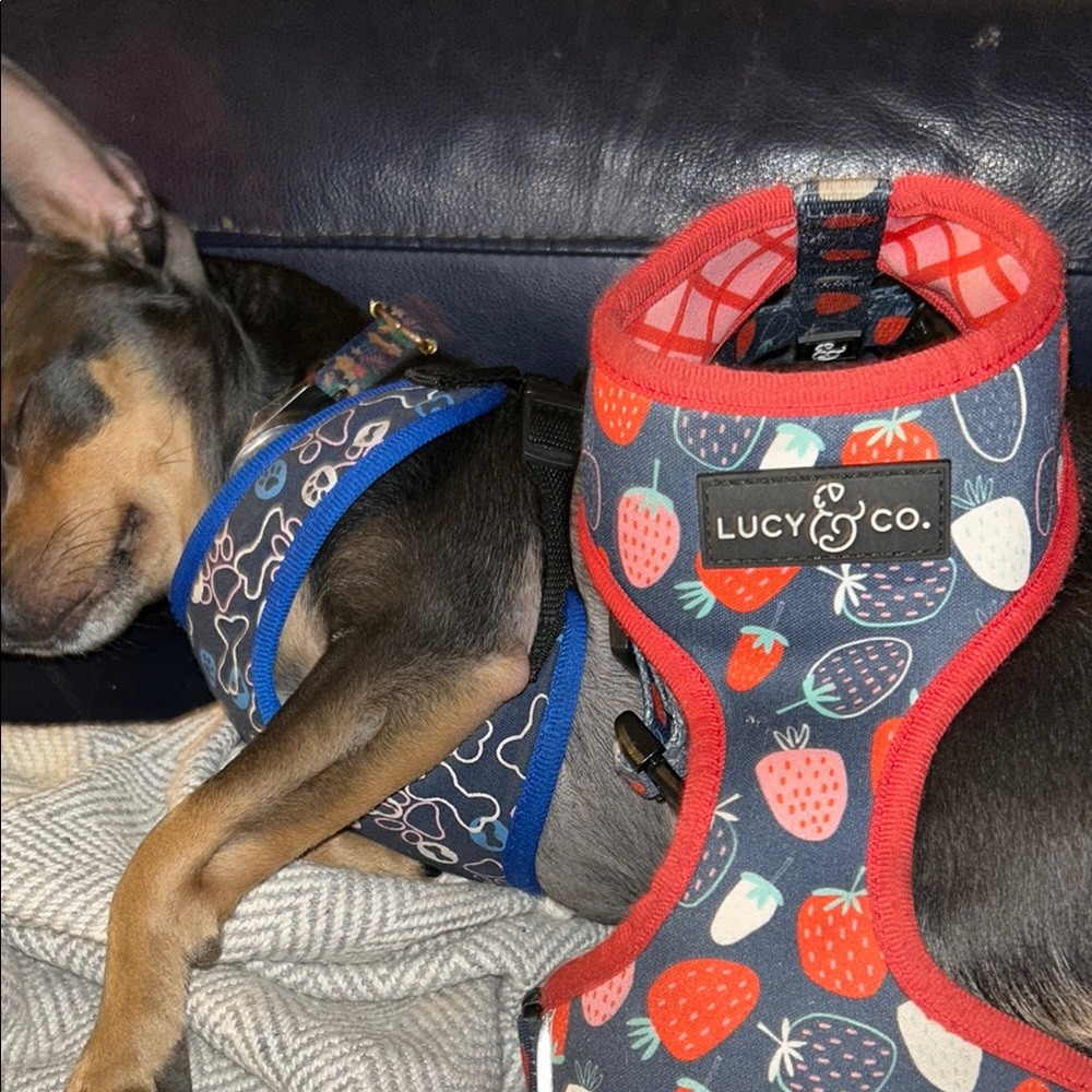 Red and Blue Reversible Dog Harness